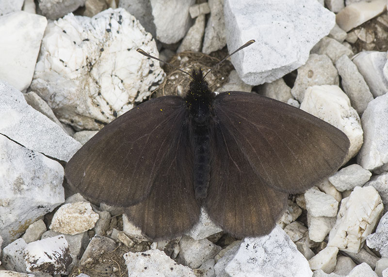 Erebia pluto f belzebub ♂♀